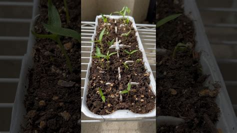 Seedlings Bellpeppers Seedles Gardening Garden Gardening