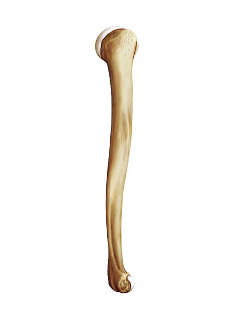 Humerus Greeting Card By Asklepios Medical Atlas