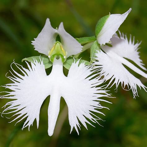 Amazon QAUZUY GARDEN 20 Rare White Egret Flower Pecteilis