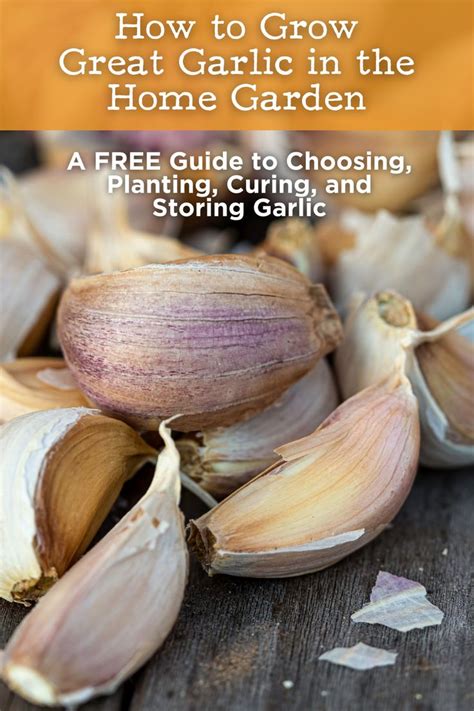 Grow Great Garlic At Home A Guide To Selecting Planting Harvesting