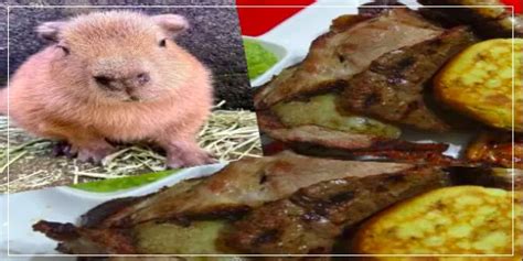 Capybara Meat: Taste, Price, Safety And Culinary Uses