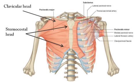 Anatomy B L Pectoral Region And Axilla Flashcards Quizlet