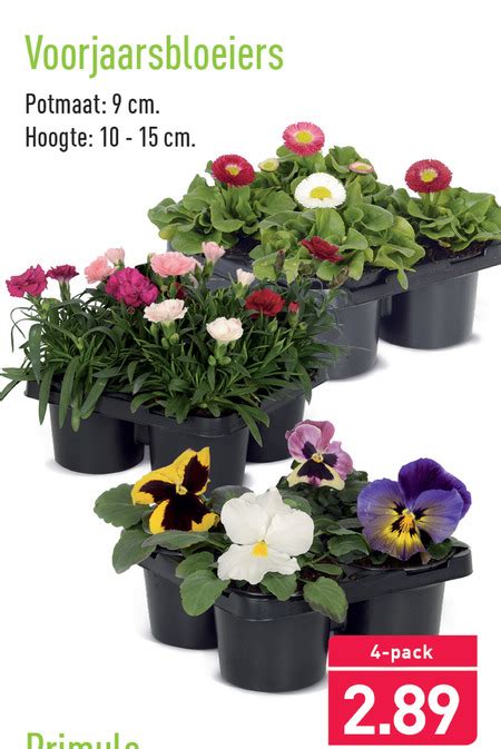 Tuinplant Folder Aanbieding Bij Aldi Details