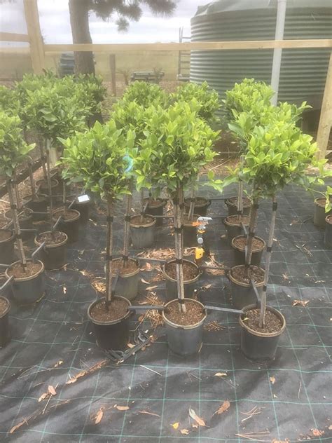 Ficus Emerald Standard True Green Nursery