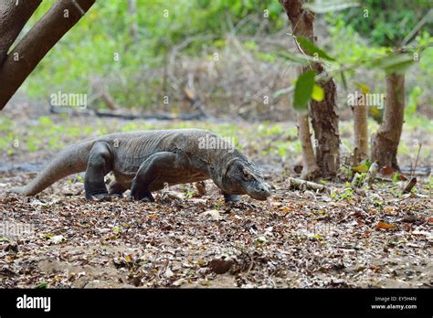 Komodo Dragon - Indonesia Stock Photo - Alamy