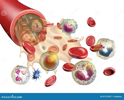 Blutbestandteile Stock Abbildung Illustration Von Abbildung