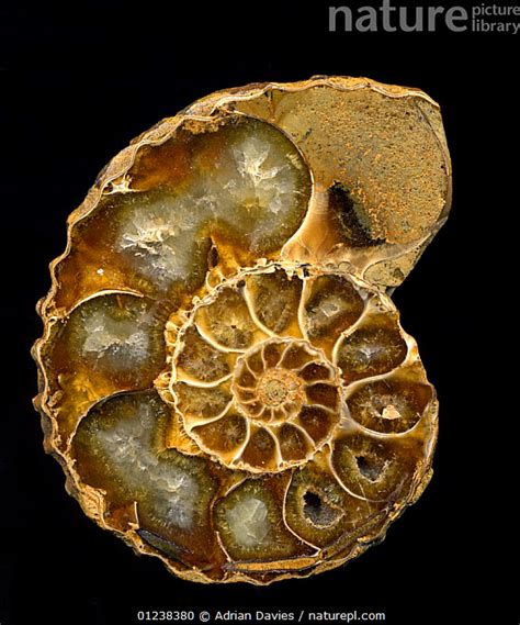 Stock Photo Of Cross Section Through Fossil Ammonite Polished Section