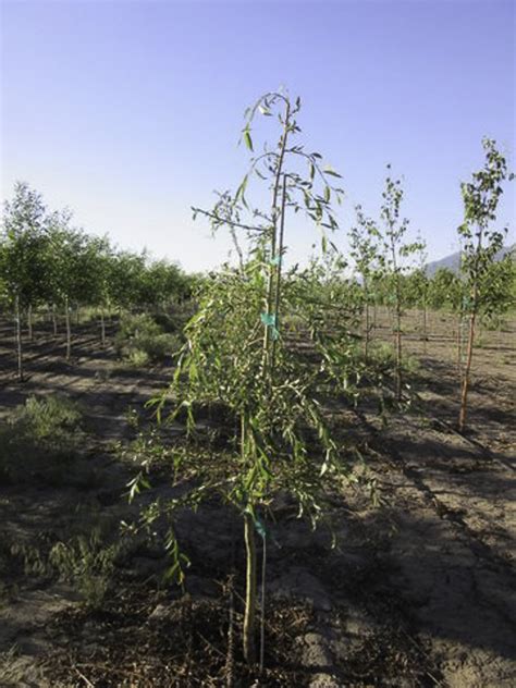 Prairie Cascade Weeping Willow Four Seasons Nursery