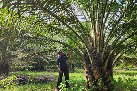 Banyak Kebun Sawit Di Bengkulu Tidak Didukung Sistem Irigasi Yang