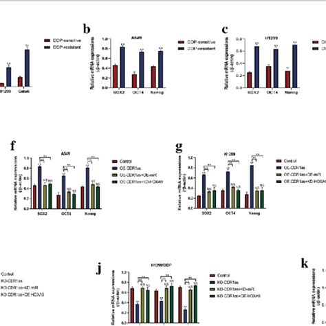 Circrna Cdr As Mir Hoxa Axis Regulated Stemness Of Nsclc Cells In