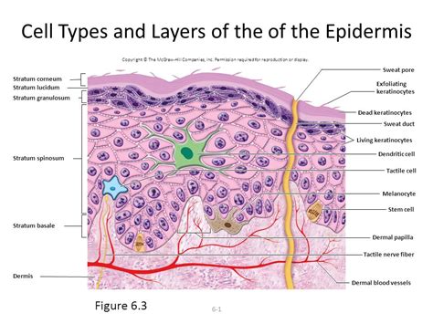 Layers Of The Epidermis Stratum Granulosum