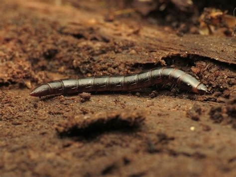 13 Natural Ways to Get Rid of Wireworms - Dre Campbell Farm