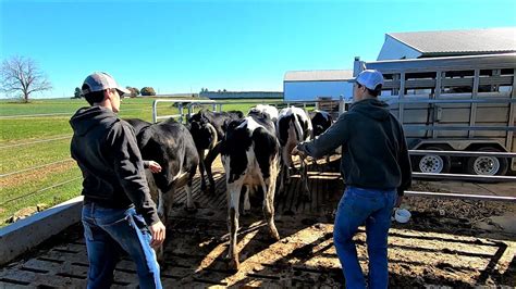 Interesting Mix Of Dairy Farm Jobs Youtube