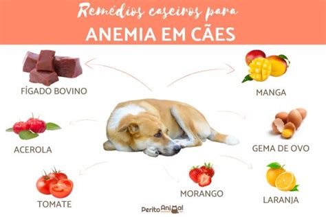 Rem Dios Caseiros Para Anemia Em Cachorro