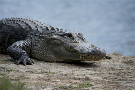 Alligator Crocodile Teeth - Free photo on Pixabay - Pixabay