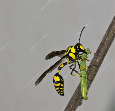 Potter wasp with its prey - Stock Image - C008/4964 - Science Photo Library