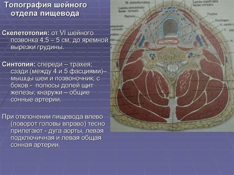 Топографическая анатомия и оперативная хирургия шеи - презентация онлайн