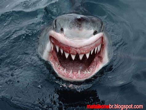 Smile Shark by mataleoneRJ on DeviantArt