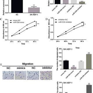 Overexpression Of Mir Suppressed The Proliferation Migration And