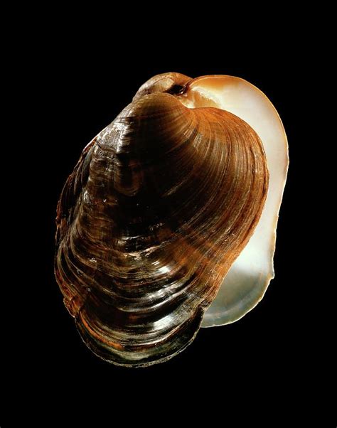 River Mussel Shell Photograph By Gilles Mermet Fine Art America