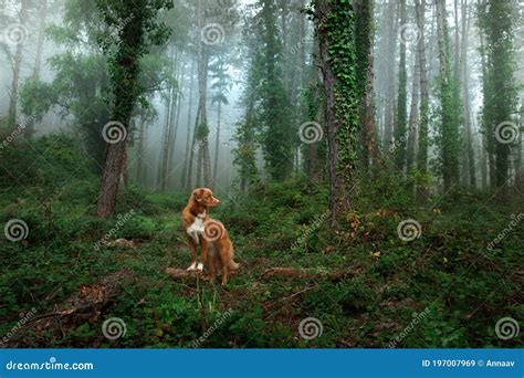 Perro En Bosque De Niebla Recuperador De Peaje De Pato Nova Scotia En