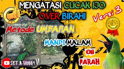 MENGATASI CUCAK IJO OVER BIRAIH OB Versi 3 Dengan UMBARAN Mandi