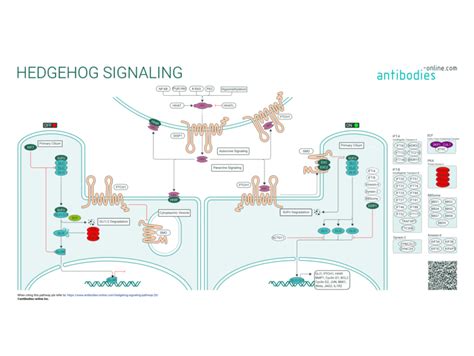 Pathways Signalisation Hedgehog Anticorps Enligne Fr