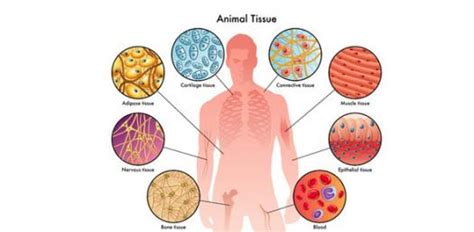 tissue quiz proprofs quiz