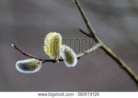 Pussy Willow Flowers Image Photo Free Trial Bigstock