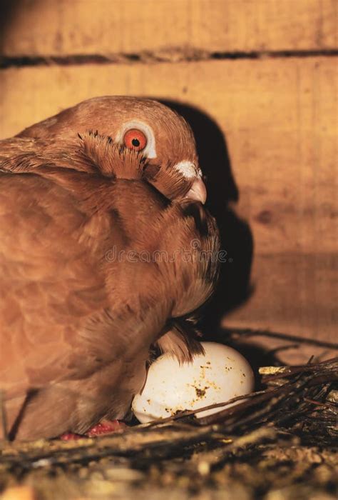 Ovos Para Incubação Pombo Ovos Para Incubação No Ninho Pombo Ovo