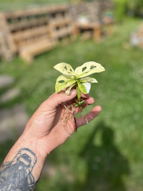 New variegated monstera’s : r/VariegatedPlants