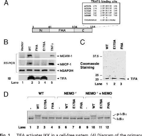 Figure From Tifa Activates Ikappab Kinase Ikk By Promoting