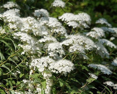 Spiraea Japonica Albiflora Spierstruik Spirea Tuinplantenwinkel Nl