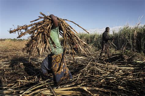 Land For Sugarcane Witness Image