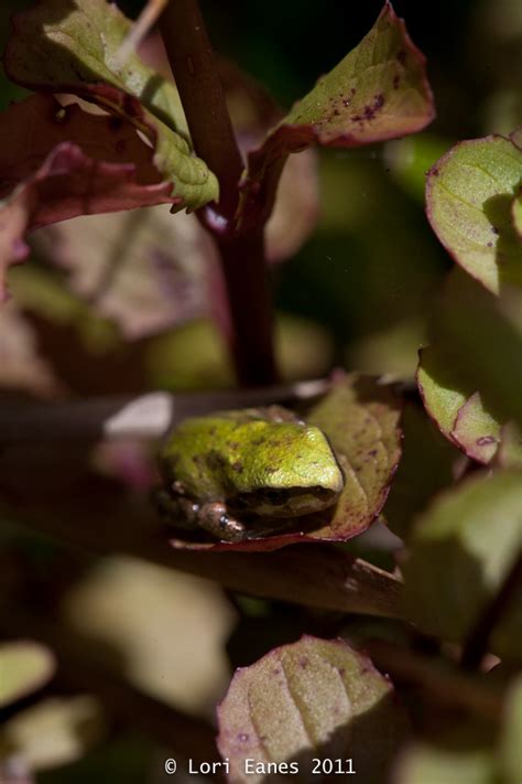 frog pond | Backyard Roots