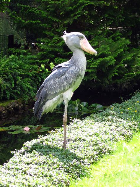 Shoebill Prehistoric Dinosaur Looking Bird Sounds Like A Machine Gun