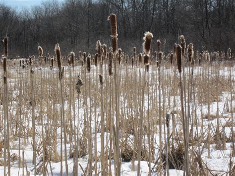 Gardeners debate if cattails are invasive or just misunderstood 10
