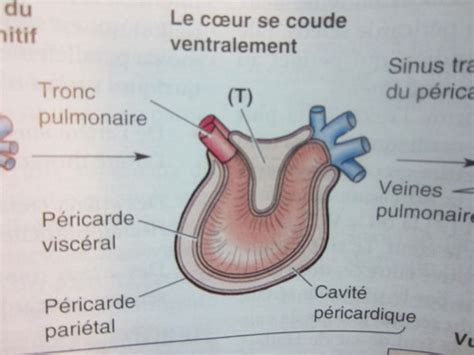 Anatomie Cardiaque Flashcards Quizlet