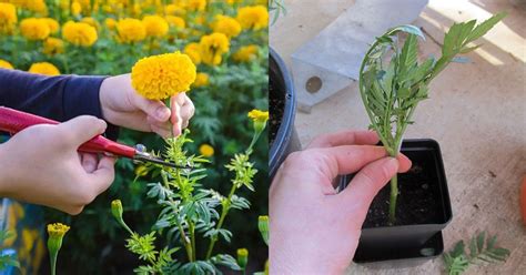 How to Grow Marigold from Cuttings | Marigold Propagation Guide