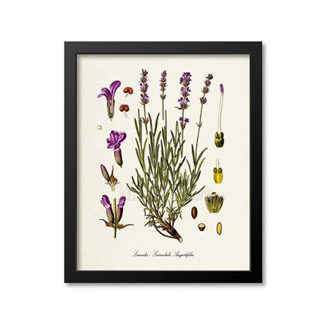 Lavender Botanical Print Lavender Botanical Art Print Lavender Wall