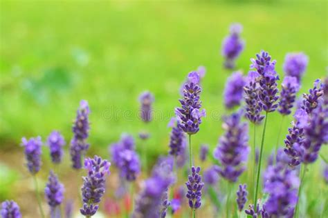 Lavender flowers in garden stock image. Image of closeup - 121249267