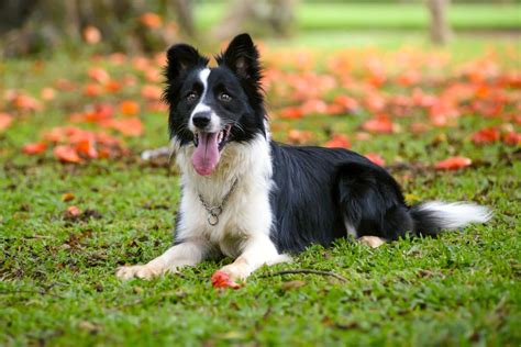 30 Healthiest Dog Breeds with Long Lifespans (and science of dogs' aging)