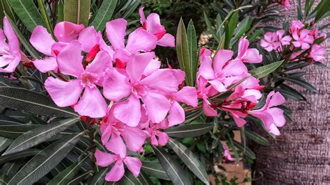 Oleander Flower