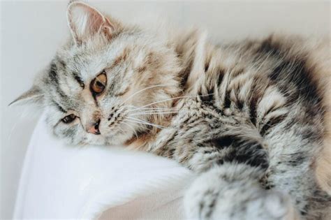 An Adorable Persian Cat Laying Down On The Bed Stock Photo Image Of