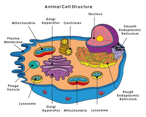 Ribosomes In An Animal Cell