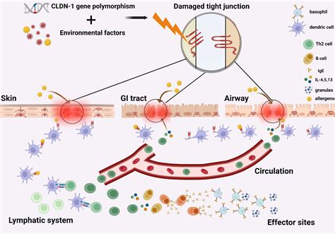 Frontiers Claudin Mediated Tight Junction Dysfunction As A