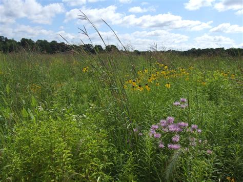 Tallgrass Prairie - Native Connections