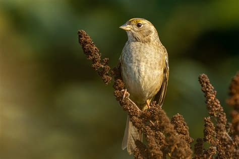 Gold Crowned Sparrow Tony Spane Flickr