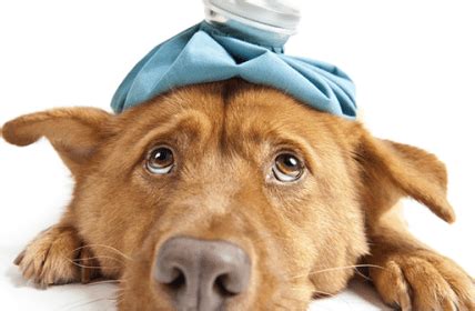 7 Tips for Treating Hives in Dogs - your dog needn't suffer with hives