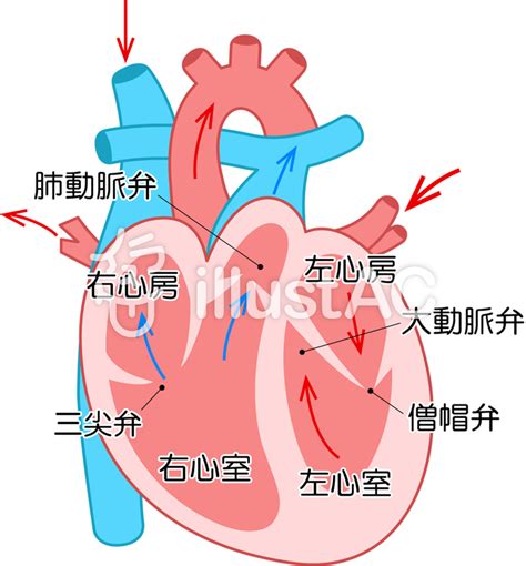 心臓イラスト No 344270／無料イラストなら「イラストac」